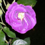 P1000181
